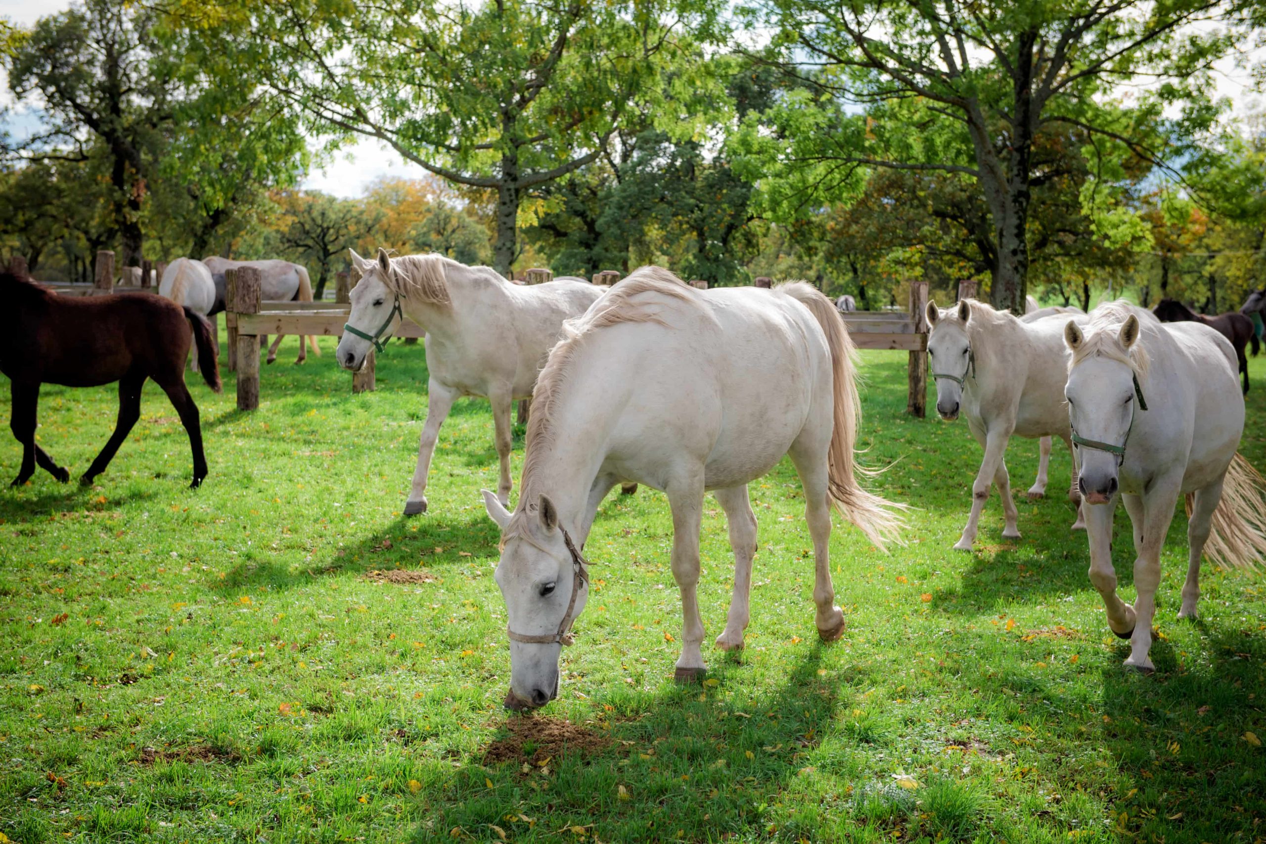 Lipica, Slovenia, Lipizzan horses